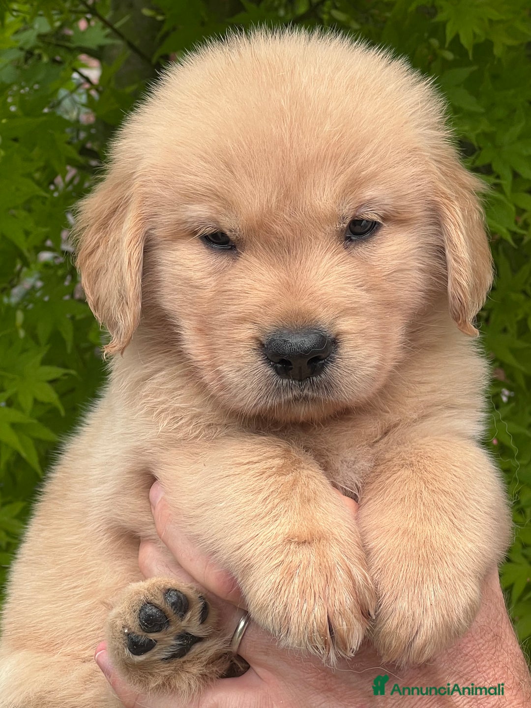 Golden Retriever cani in vendita: Cuccioli Golden Retriever Linea Americana  a Provincia di Pavia - Immagine 2