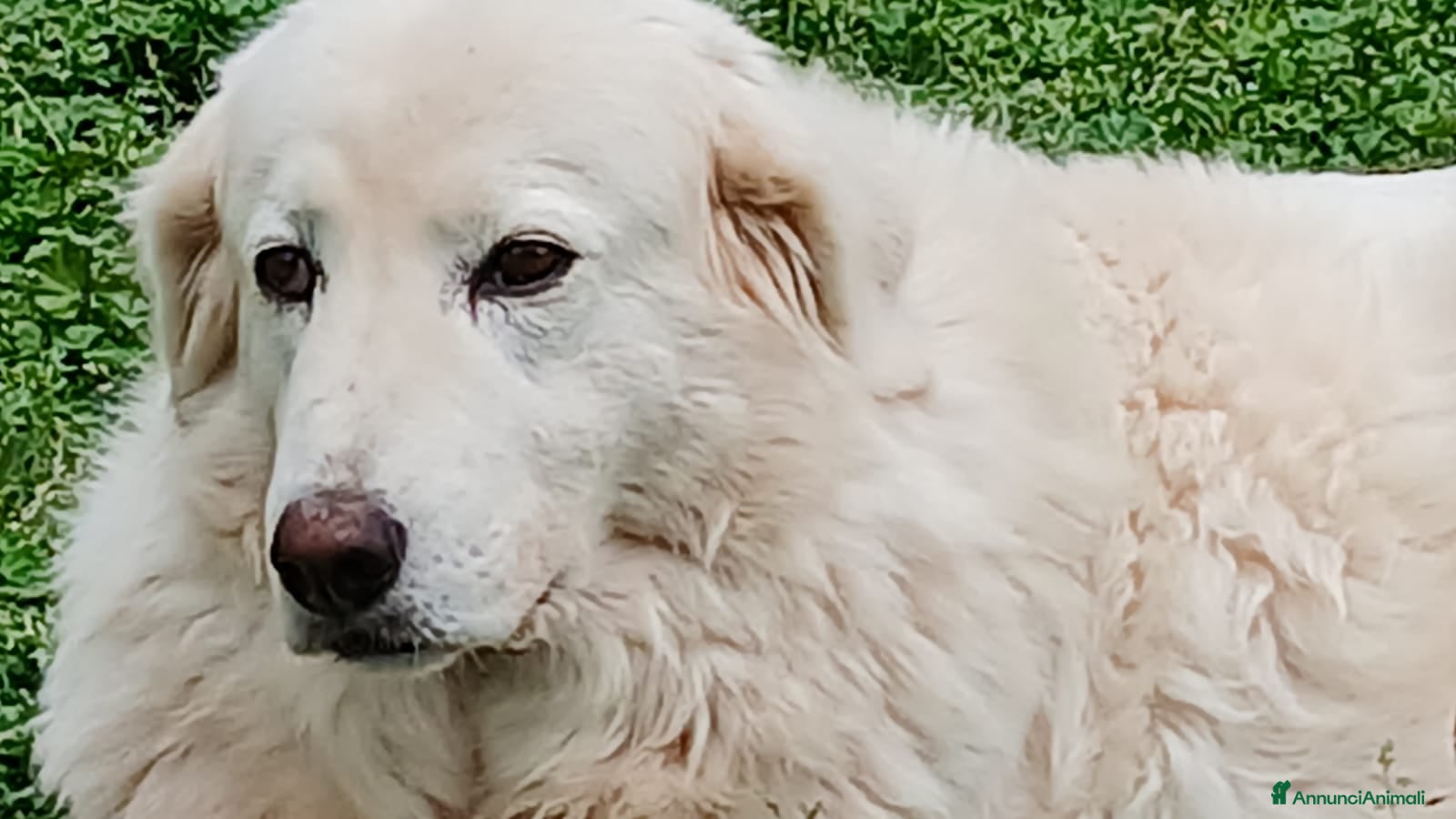 Meticcio cani CAMILLA HA BISOGNO DI TE - Annuncio 1