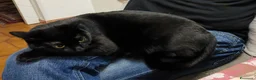 Europeo gatti in regalo: Gatto buono e da appartamento  - Annuncio 2