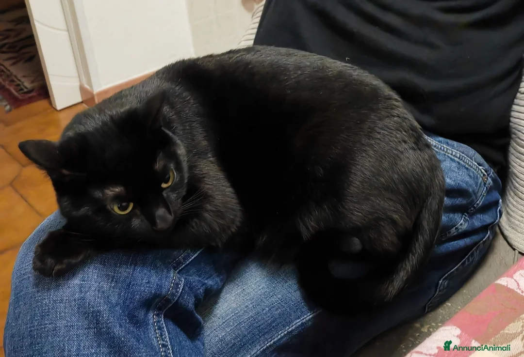 Europeo gatti in regalo: Gatto buono e da appartamento  - Annuncio 2