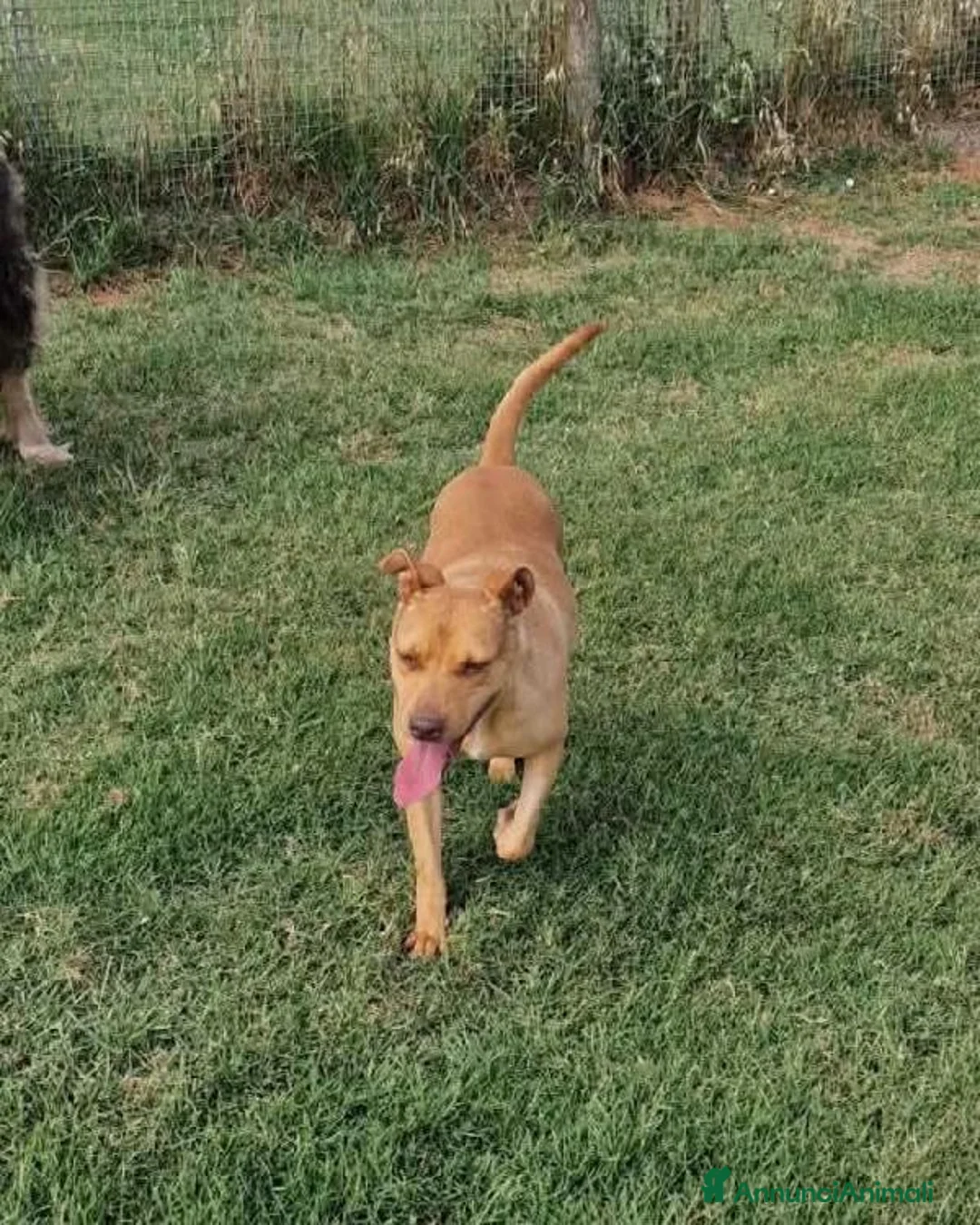 Pitbull cani in regalo: AGATA, meravigliosa Pitt color fulvo - Annuncio 6
