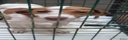 Beagle cani in regalo: Thor, Beagle cucciolo in canile - Annuncio 1