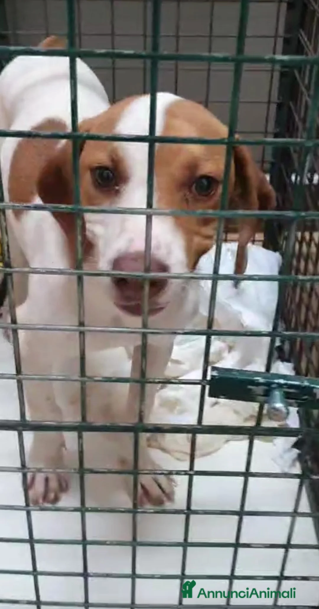 Beagle cani in regalo: Thor, Beagle cucciolo in canile - Annuncio 1