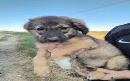 Altre razze cani in regalo: Cuccioli di 3 mesi cercano adozione urgente  a Provincia di Parma - Immagine 21
