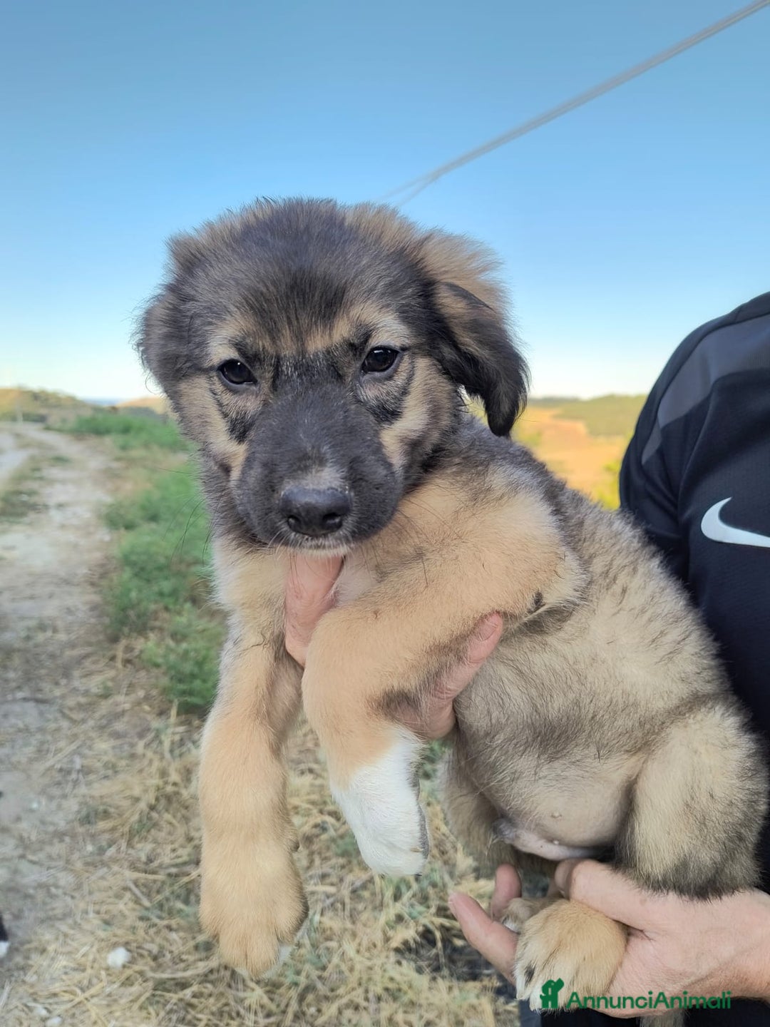 Altre razze cani in regalo: Cuccioli di 3 mesi cercano adozione urgente  a Provincia di Parma - Immagine 21