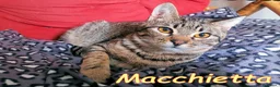 Europeo gatti in regalo: Sei mesi. Un nome tenero: MACCHIETTA - Annuncio 2