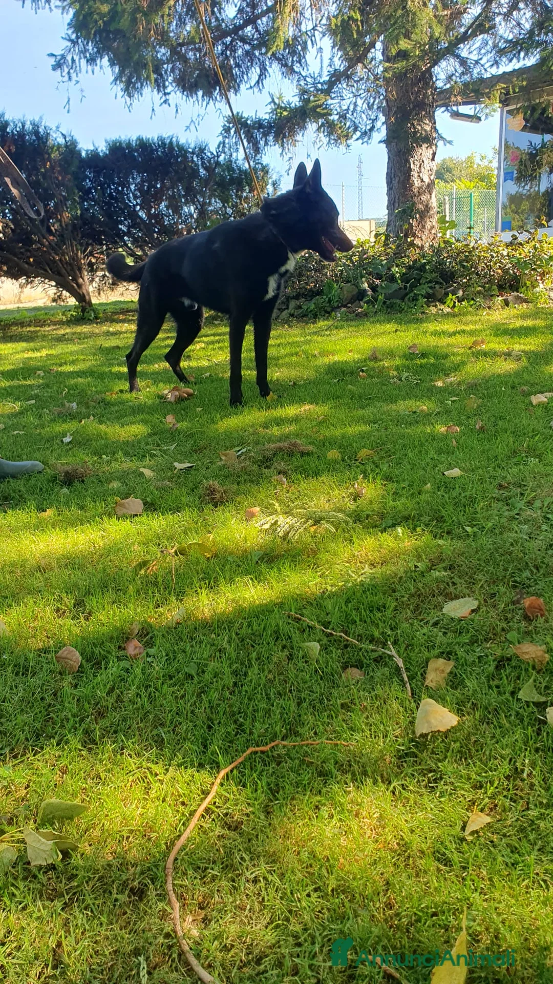 Altre razze cani in regalo: Filippo, cucciolone di un anno cerca casa - Annuncio 8