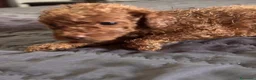 Barboncino Toy cani in vendita: Cuccioli di Barboncino Toy - Annuncio 10