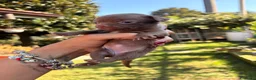 Chihuahua cani in vendita: Chihuahua  - Annuncio 16