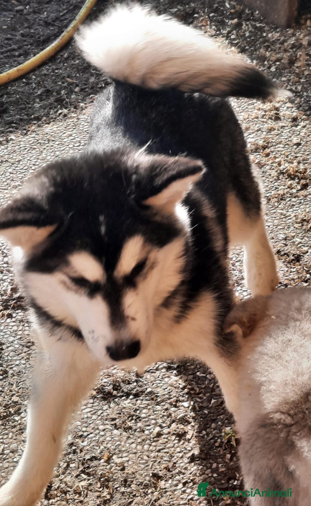 Alaskan Malamute cani in vendita: Alaskan Malamute cuccioli maschi - Annuncio 7