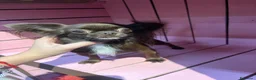 Chihuahua cani in vendita: Chihuahua pelo lungo bicolore - Annuncio 2