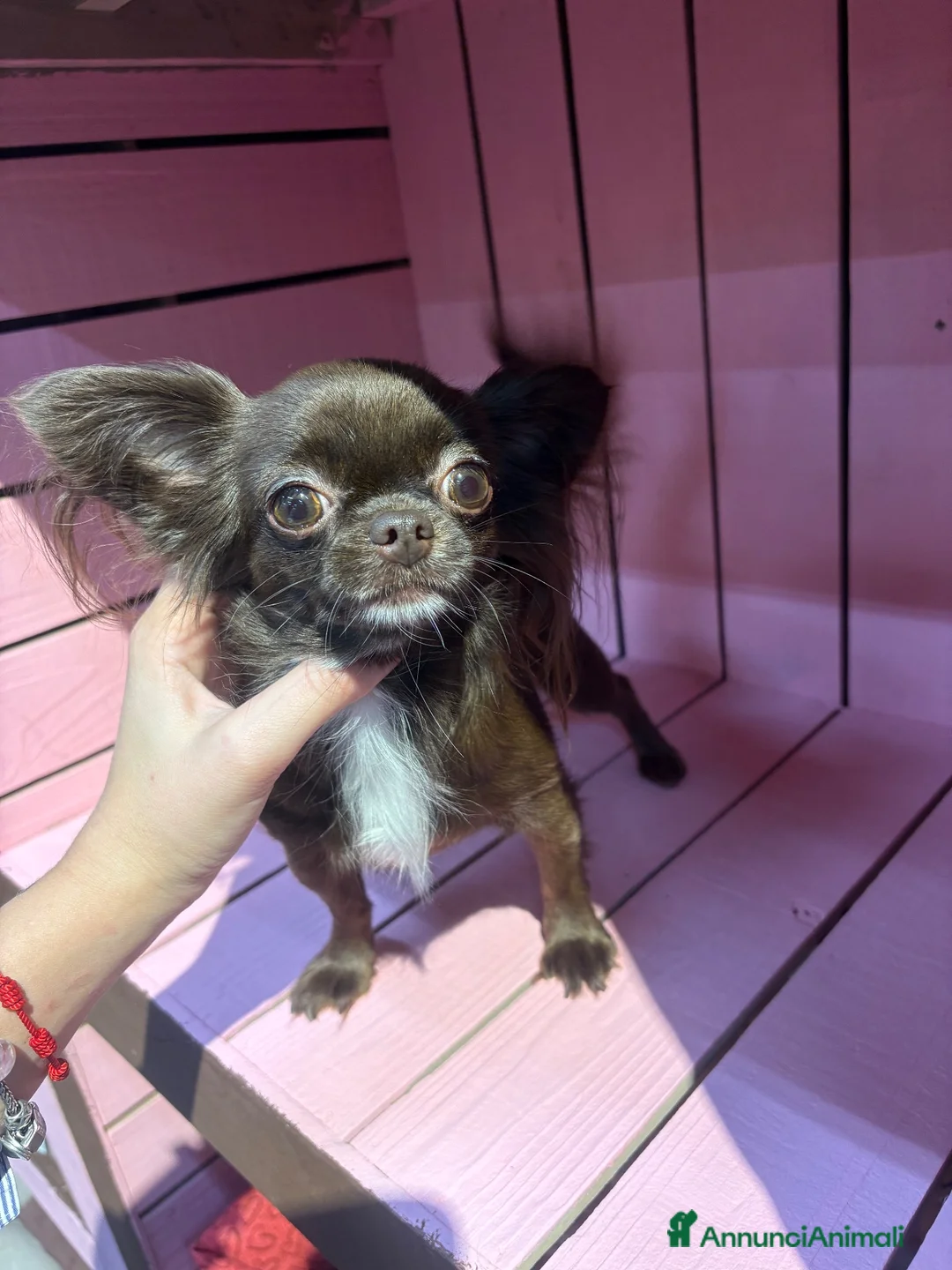 Chihuahua cani in vendita: Chihuahua pelo lungo bicolore - Annuncio 2