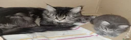 Maine Coon gatti in vendita: Meravigliosa cucciola Maine Coon Anfi a Città metropolitana di Milano - Annuncio 3