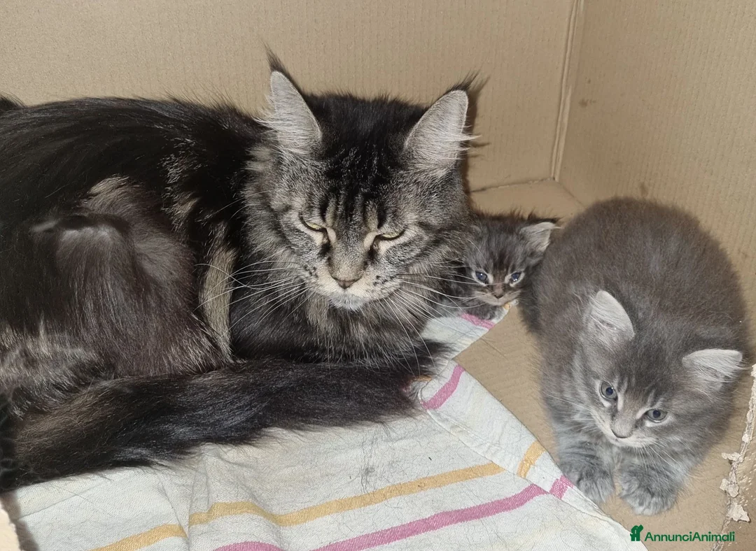 Maine Coon gatti in vendita: Meravigliosa cucciola Maine Coon Anfi a Città metropolitana di Milano - Annuncio 3