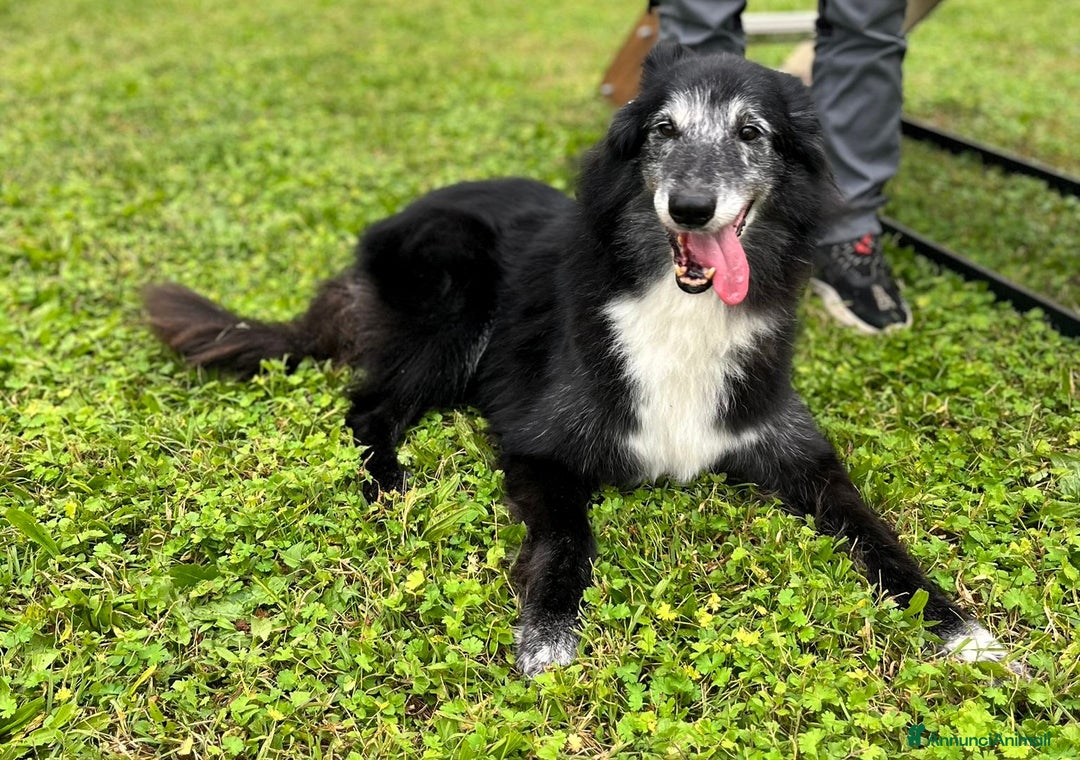 Meticcio cani in regalo: RINGO PASTORE SCOZZESE - Annuncio 8