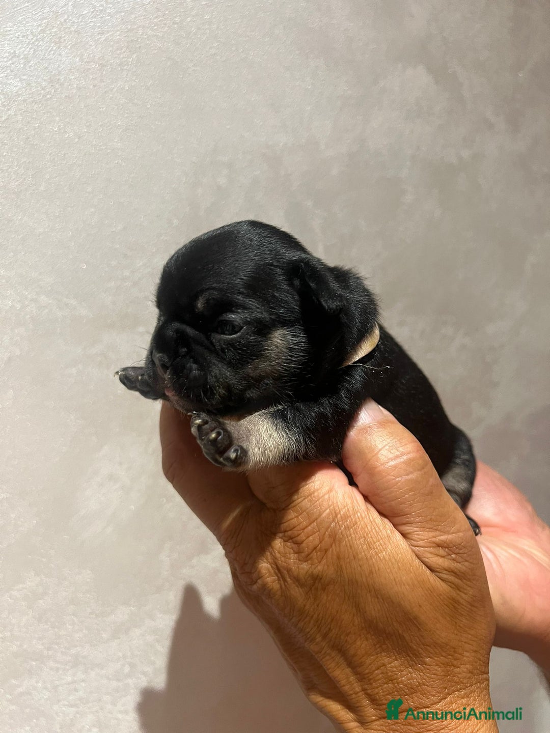 Altre razze gatti in vendita: Bulldog francese cuccioli a Città metropolitana di Milano - Immagine 6