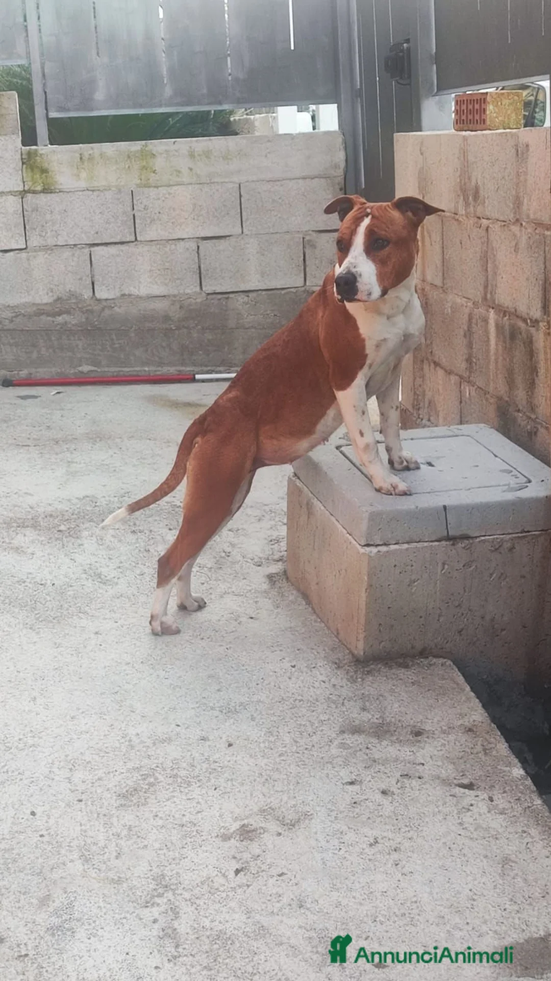 American Staffordshire cani in vendita: American Staffordshire terrier a Provincia di Benevento - Annuncio 1