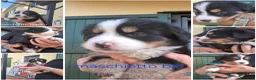 Bovaro del Bernese cani in vendita: Cuccioli bovari del bernese  - Annuncio 18