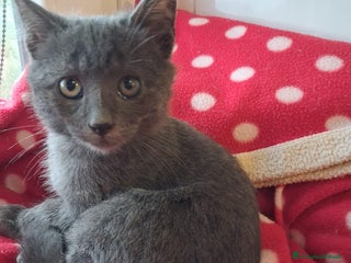 Certosino gatti GINO E DUDINO - Annuncio 2