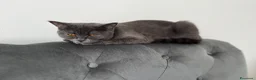 British gatti in vendita: British Shorthair  a Provincia di Treviso - Annuncio 9