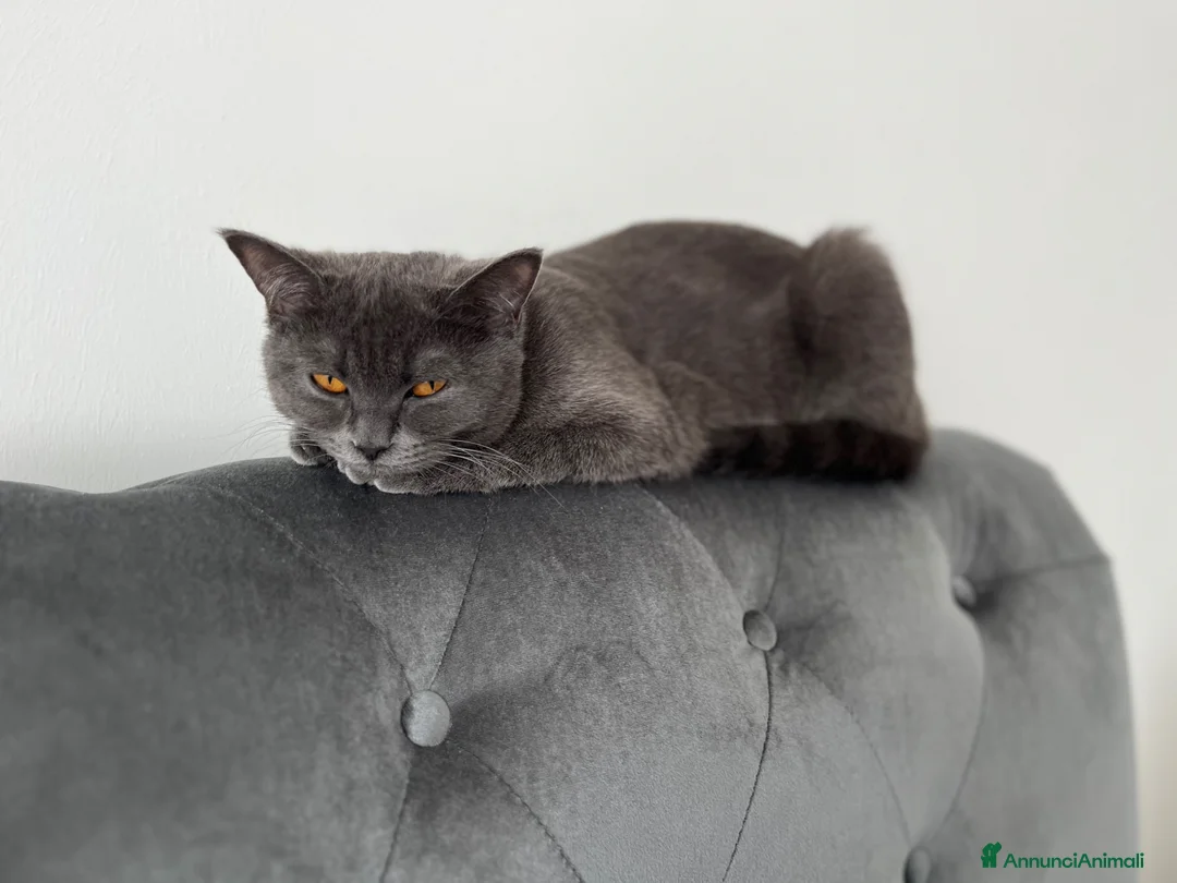 British gatti in vendita: British Shorthair  a Provincia di Treviso - Annuncio 9