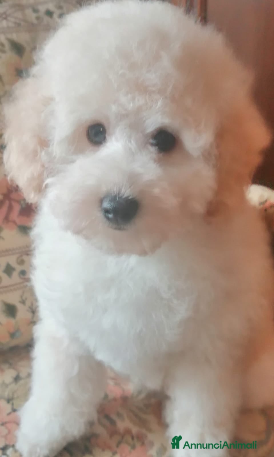 Barboncino Toy cani Barboncini Toy Bianco Maschio Cucciolo - Annuncio 2