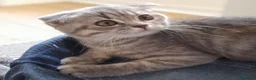 Scottish gatti in vendita: Cuccioli Scottish fold e straight.  - Annuncio 4