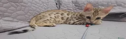 Bengala gatti in vendita: Gatto del Bengala  - Annuncio 6