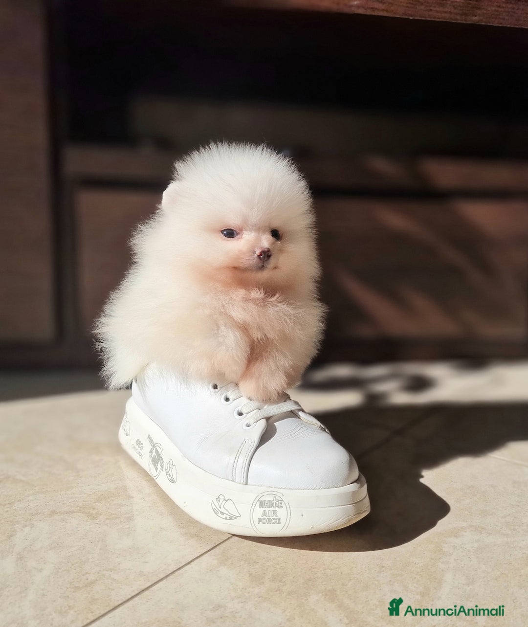 Spitz cani in vendita: Spitz tedesco NANO ( POMERANIA  ) a Provincia di Monza e della Brianza - Annuncio 7