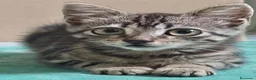 Meticcio gatti in regalo: Titina dolce gattina cerca casa - in adozione - Annuncio 4
