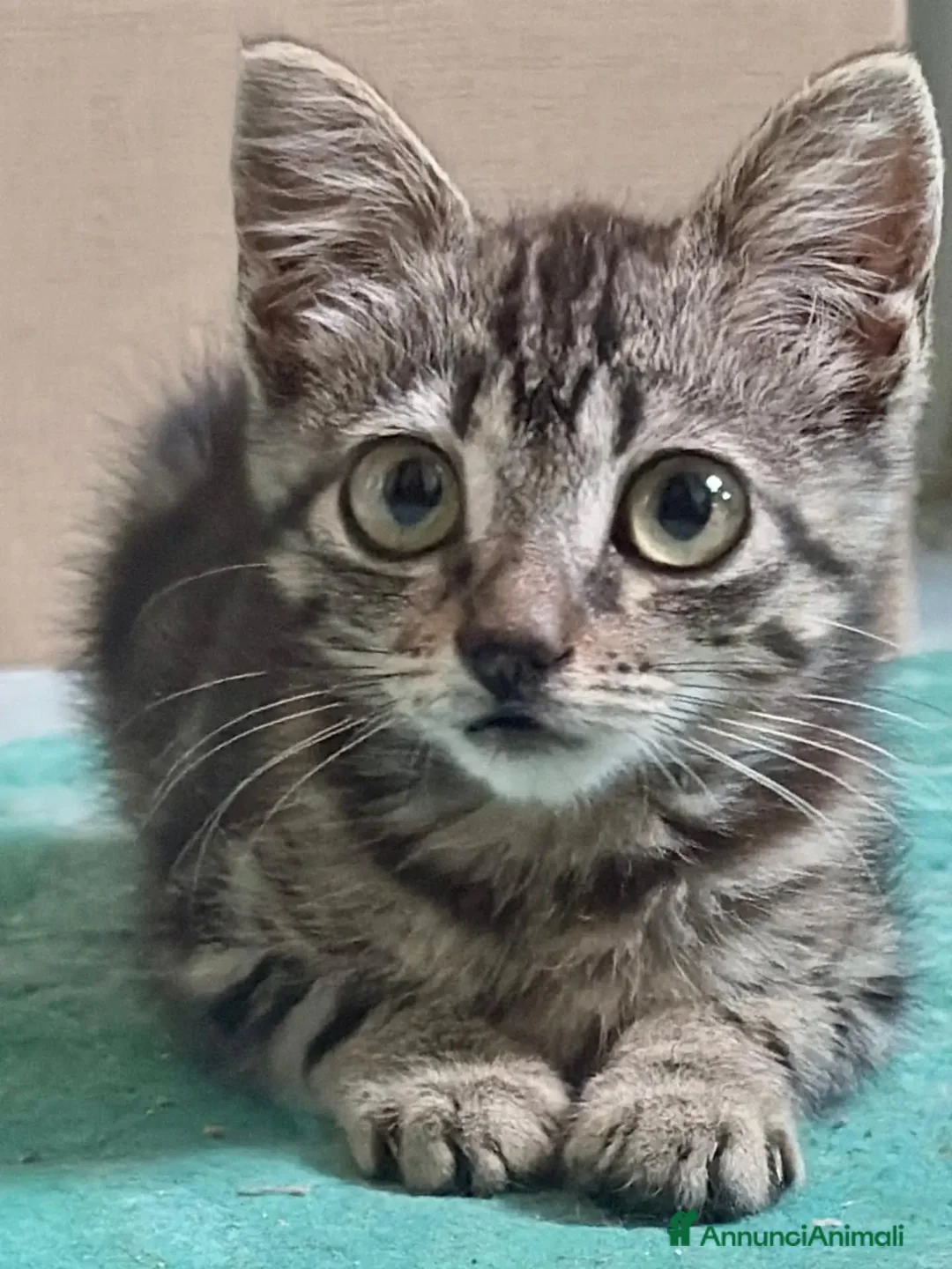 Meticcio gatti in regalo: Titina dolce gattina cerca casa - in adozione - Annuncio 4