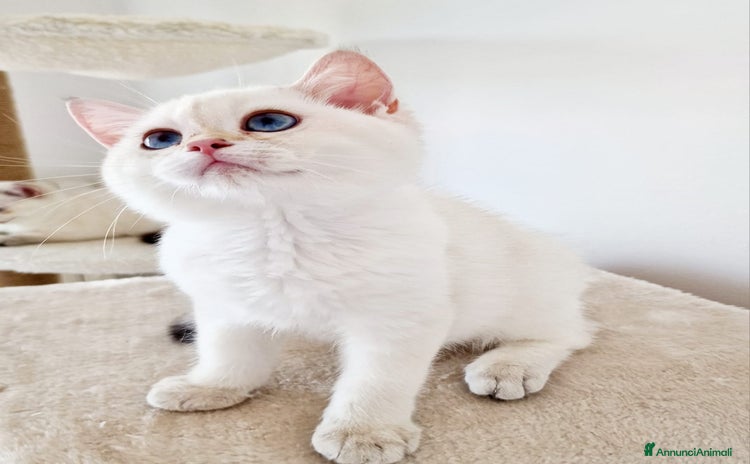 Scottish gatti a Provincia di Pavia - Annuncio 3