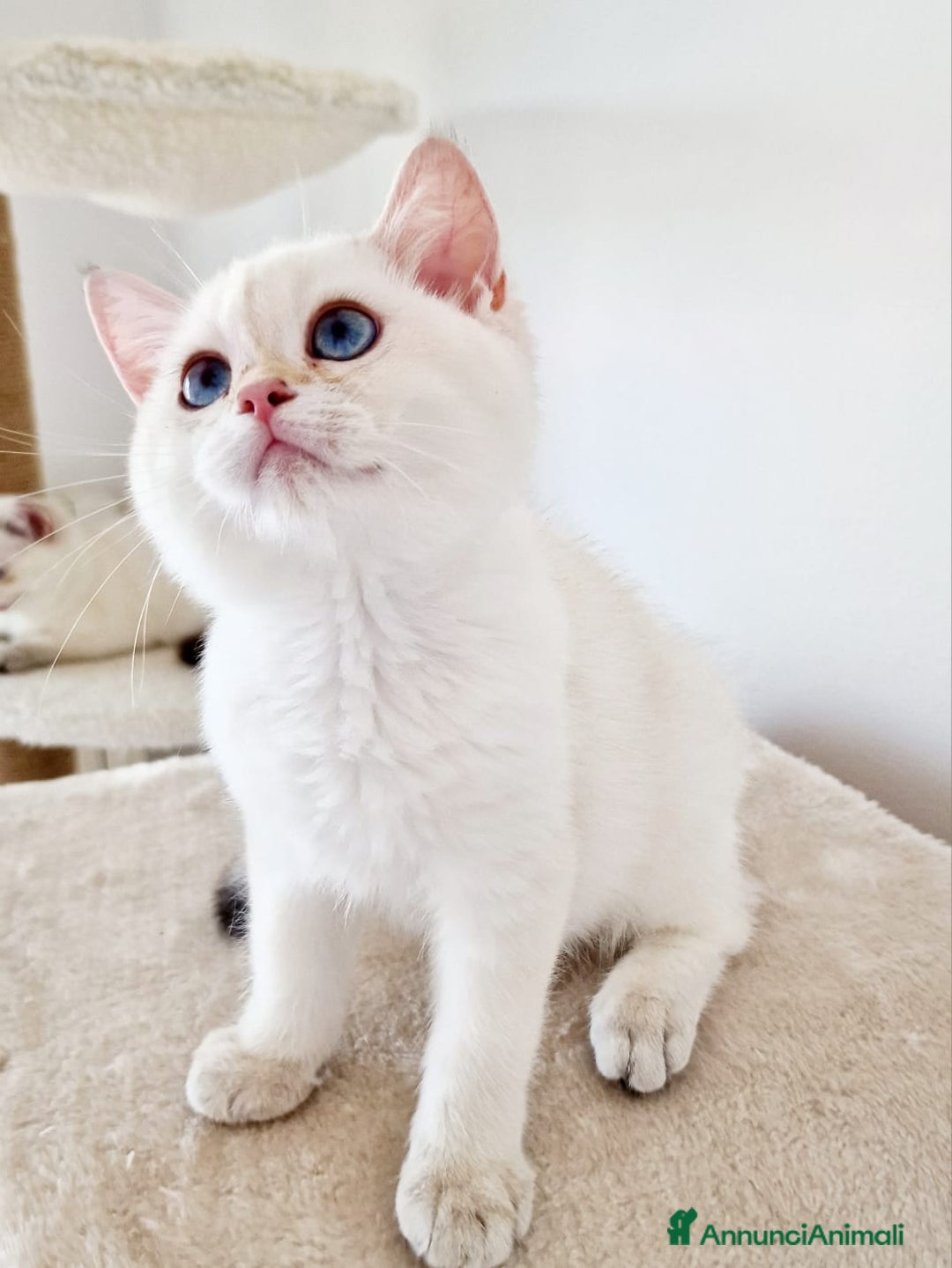 Scottish gatti in vendita: Scottish  a Provincia di Pavia - Immagine 1