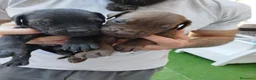 Cane Corso cani in vendita: Vendesi cuccioli cane corso Frosinone  - Annuncio 6