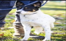 Meticcio cani in regalo: Femmina medio piccola sfortunata! SOS CASA VARESE a Città metropolitana di Milano - Immagine 4