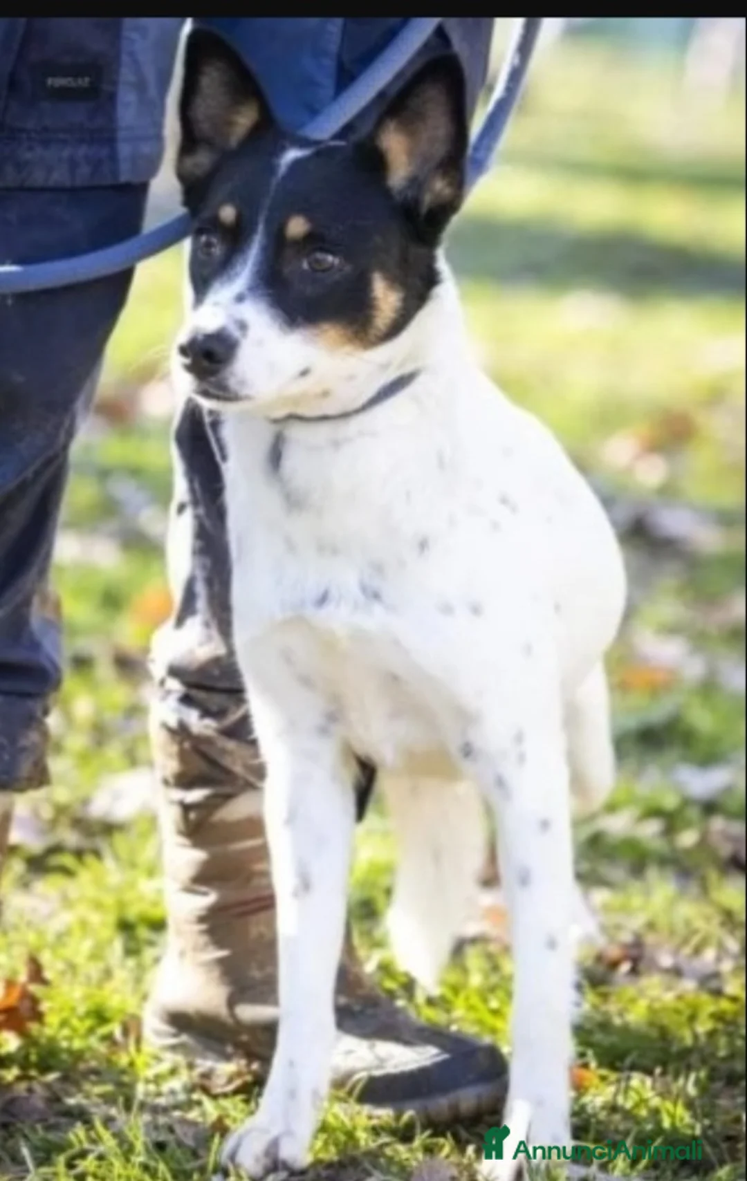 Meticcio cani in regalo: Femmina medio piccola sfortunata! SOS CASA VARESE a Città metropolitana di Milano - Annuncio 4