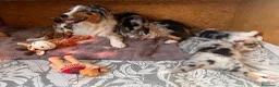 Australian Shepherd cani in vendita: 8 cuccioli di pastori australiani! 🐼❤️ a Provincia autonoma di Trento - Annuncio 11