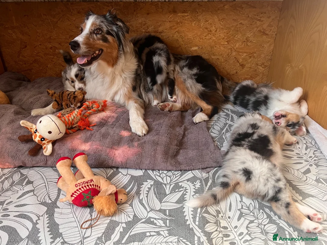 Australian Shepherd cani in vendita: 8 cuccioli di pastori australiani! 🐼❤️ a Provincia autonoma di Trento - Annuncio 11