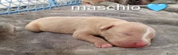 Pitbull cani in vendita: Cuccioli di american Pitbull  - Annuncio 9