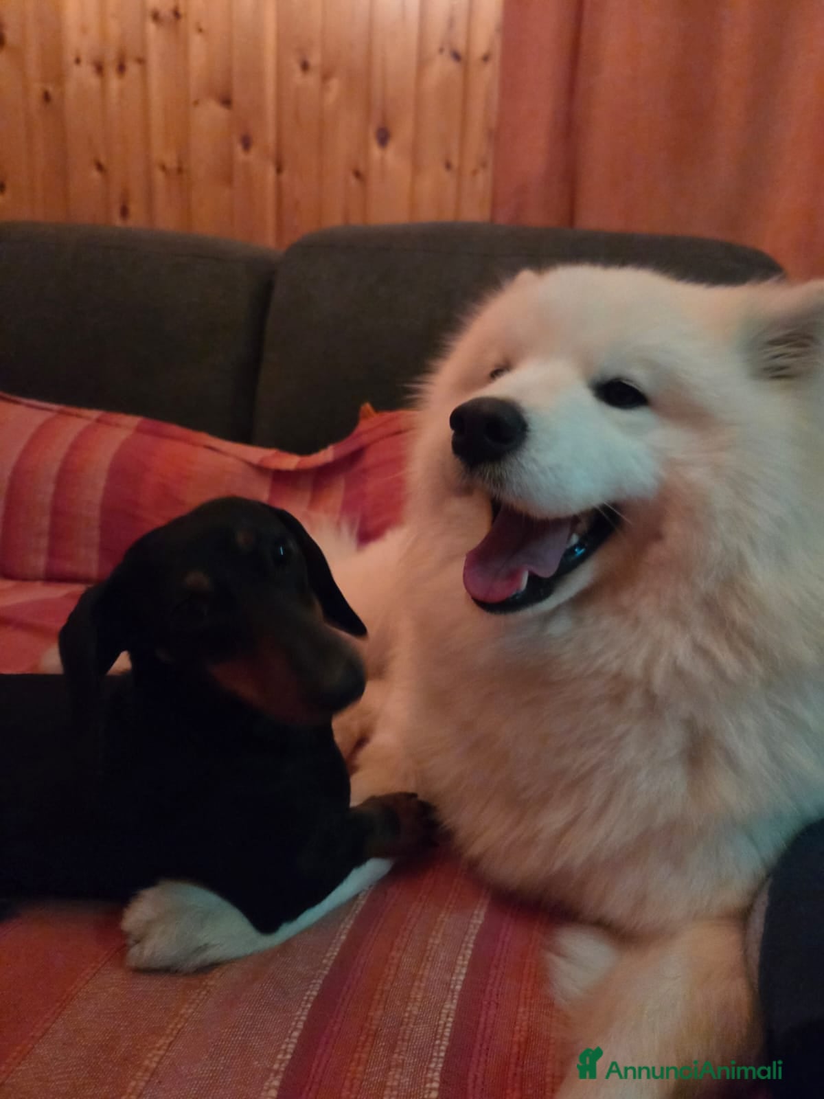 Samoiedo cani Cercasi maschio di samoiedo per accoppiamento - Annuncio 17