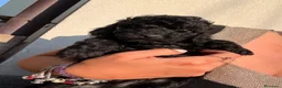 Barboncino cani in vendita: Barboncino nano - Annuncio 2