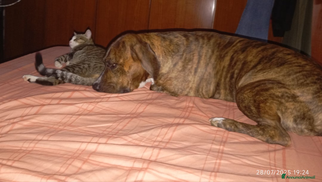 Meticcio cani per accoppiamento: Scyro - Annuncio 6