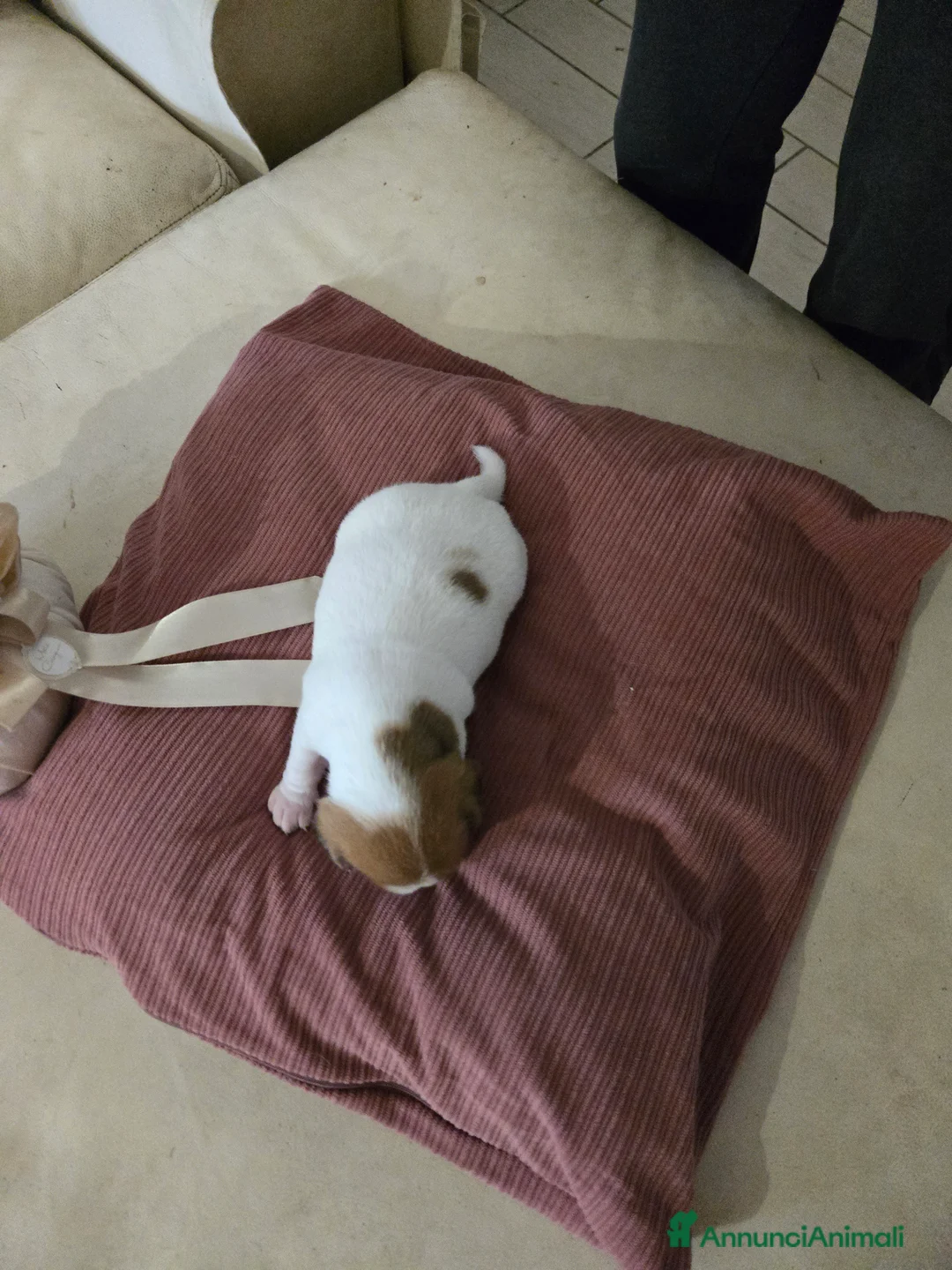 Jack Russell cani in vendita: Cuccioli Jack russell terrier - Annuncio 16