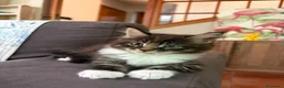 Maine Coon gatti in vendita: cuccioli maine coon - Annuncio 2