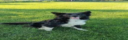 Border Collie cani per accoppiamento: Border collie Disponibile per Monte - Annuncio 2
