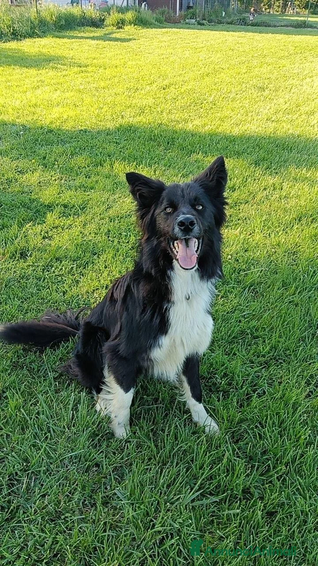 Border Collie cani per accoppiamento: Border collie Disponibile per Monte - Annuncio 2