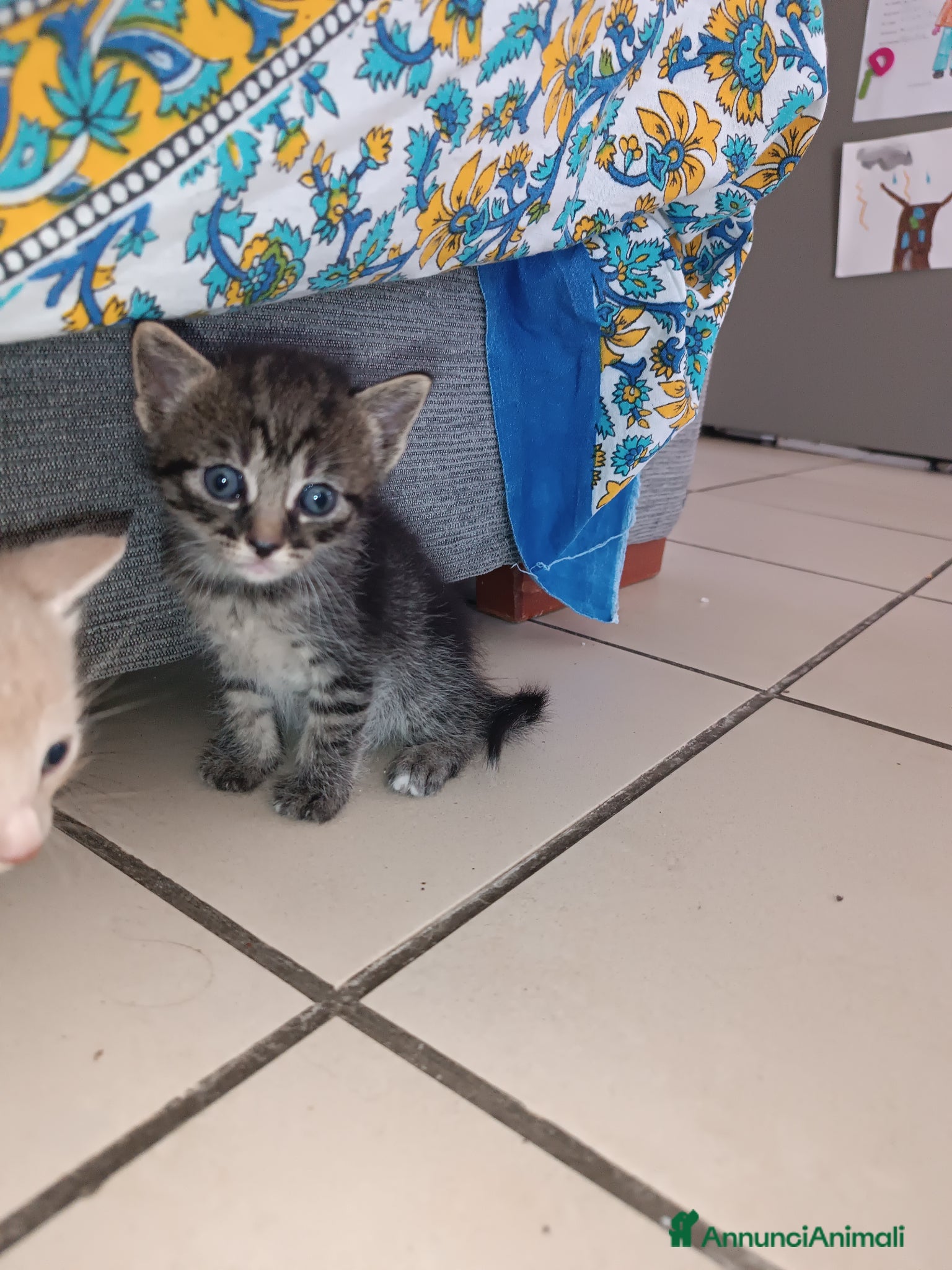 Europeo gatti Gattina dolcissima e sveglissima  - Annuncio 8