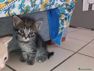 Europeo gatti Gattina dolcissima e sveglissima - Annuncio 8