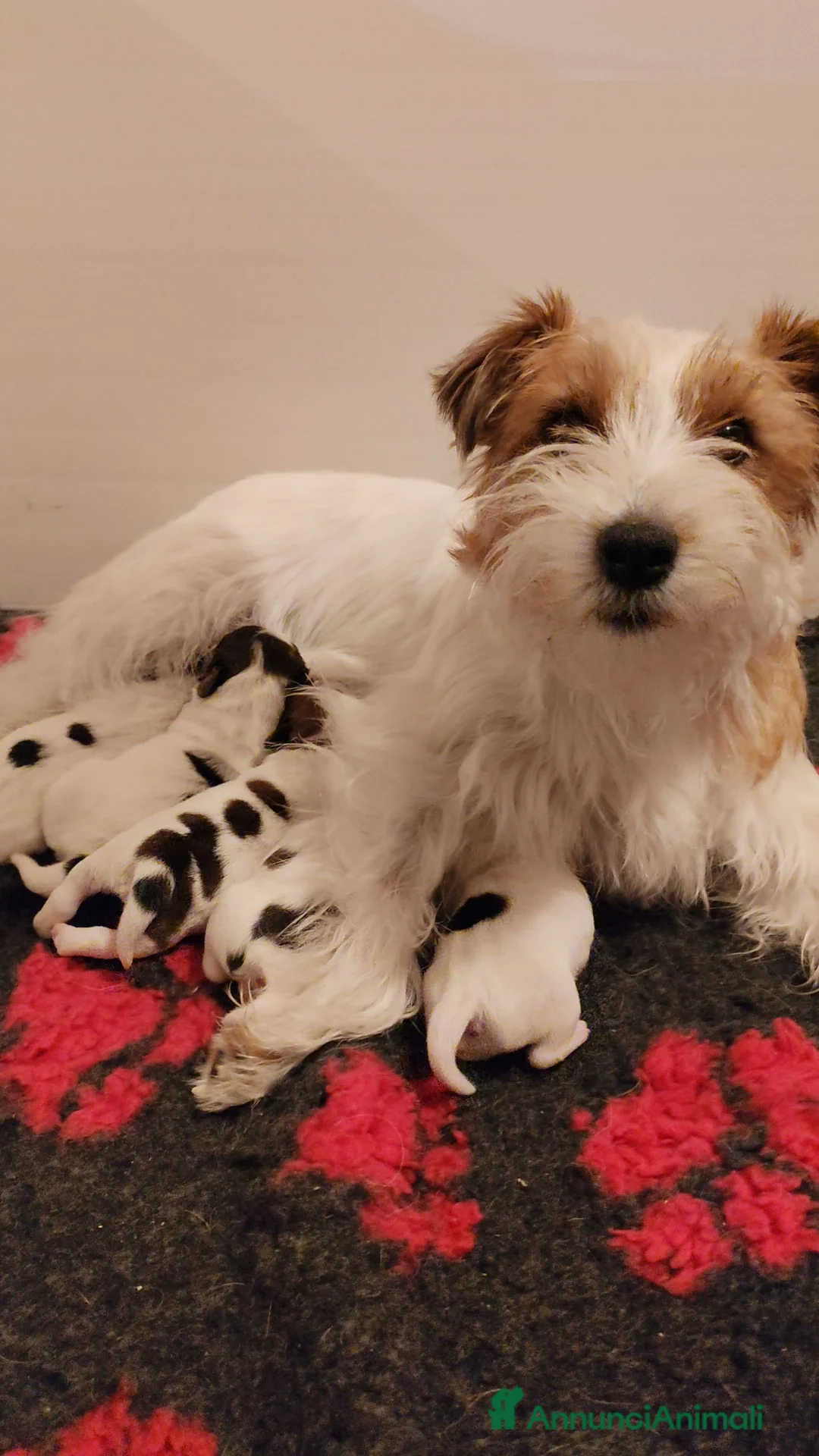 Jack Russell cani in vendita: Cuccioli Jack Russell  - Annuncio 3