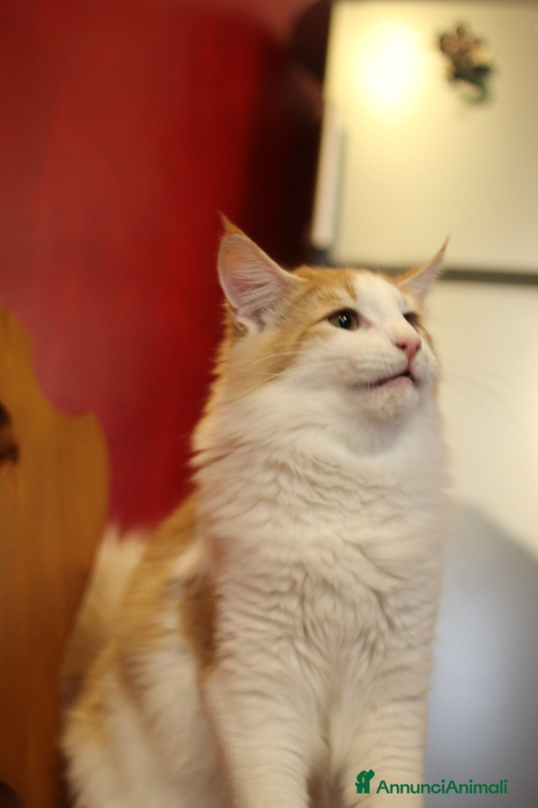 Norvegese gatti in vendita: Norvegesi delle foreste - Annuncio 6